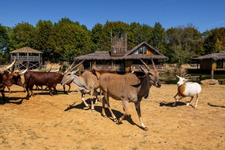 Image hebergement insolite LODGES SAVANNAH