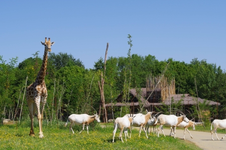 Image hebergement insolite LODGES SAVANNAH