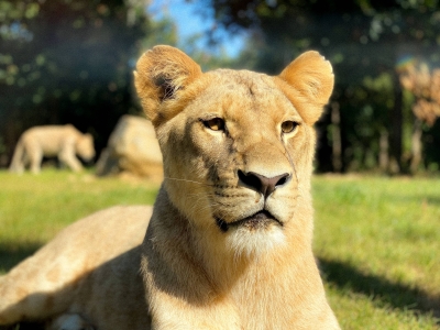 Image hebergement insolite LODGES LIONS