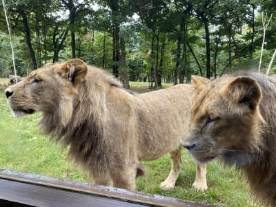 Image hebergement insolite LODGES LIONS