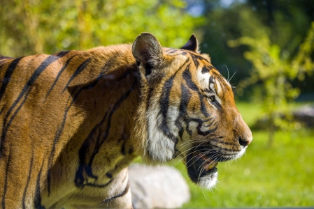 Image hebergement insolite LODGE TIGRES