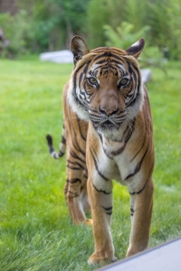 Image hebergement insolite LODGE TIGRES