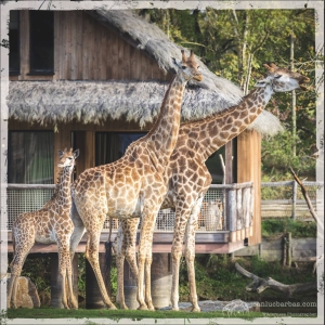 Image hebergement insolite LODGES SAVANNAH