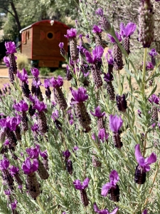 Image hebergement insolite ROULOTTE-SAUNA -  VILLA THALASSA ART'B & B