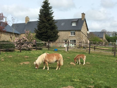 Image hebergement insolite LE COTTAGE - VUE PONEYS