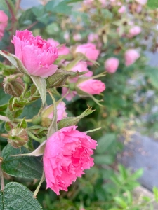 Image hebergement insolite ROULOTTE LA CARDELINHA