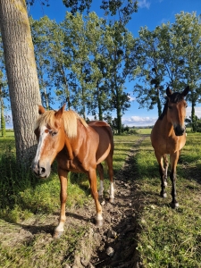 Image hebergement insolite LA ROULOTTE DE LA BASTIDE, MONT-SAINT-MICHEL