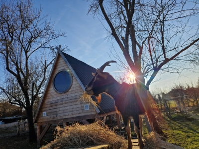 Image hebergement insolite CABANE INDIANA
