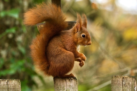 Image hebergement insolite CABANE BOUVREUILS