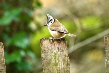Image hebergement insolite CABANE BOUVREUILS