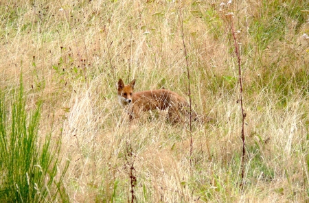 Image hebergement insolite CABANE BOUVREUILS