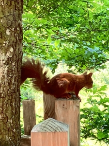 Image hebergement insolite CABANE RENARD