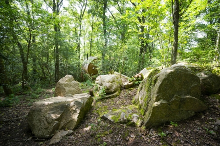 Image hebergement insolite CABANE RENARD