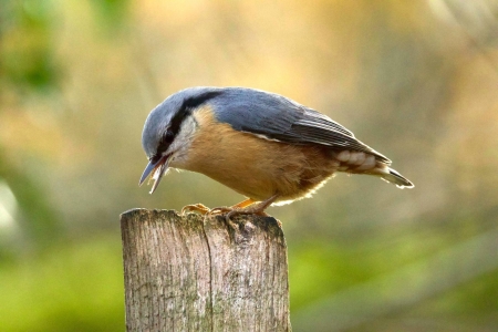 Image hebergement insolite CABANE &Eacute;CUREUIL