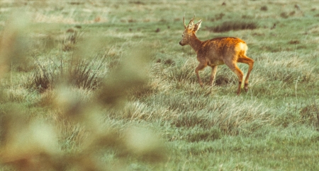 Image hebergement insolite CABANE H&Eacute;RISSON