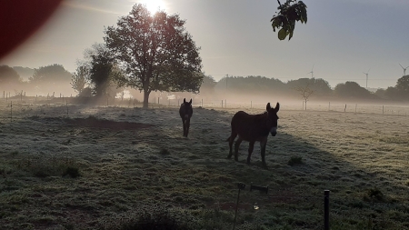 Image hebergement insolite ROULOTTE GITANE