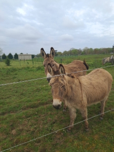 Image hebergement insolite LA POETE " LA MUSE"