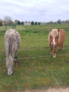 Image hebergement insolite LA POETE " LA MUSE"