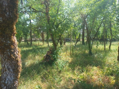 Image hebergement insolite LA CABANE DANS LES BOIS